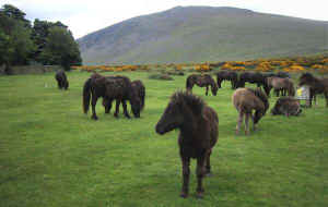 Fell Ponies on Caldbeck Fell with Carrock Fell behind